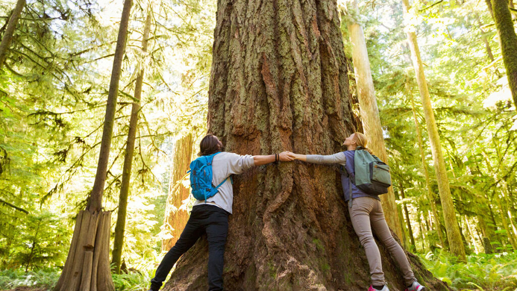 Nanollose and Grasim have extended their deal to keep bringing forest-friendly Nullarbor fibres to market.