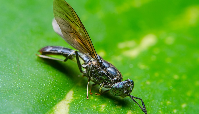 How genetically modified flies can reduce waste and keep it out of landfills